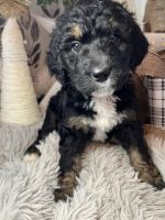 Bernedoodle Puppies for sale in Fremont, NE 68025, USA. price: NA