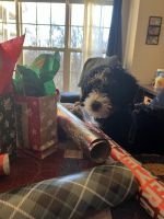 Bernedoodle Puppies for sale in Frederick, MD, USA. price: NA