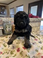Bernedoodle Puppies for sale in Newkirk, OK 74647, USA. price: NA