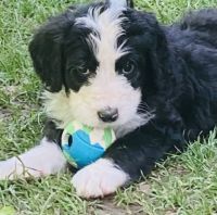 Bernedoodle Puppies for sale in Spearfish, SD, USA. price: $875