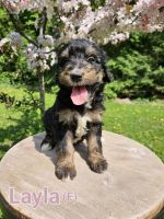 Bernedoodle Puppies for sale in Stillwater, MN 55082, USA. price: $1,500