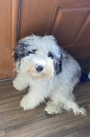 Bernedoodle Puppies for sale in Avon, MA, USA. price: $1,000