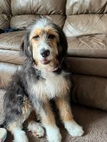Bernedoodle Puppies for sale in North Providence, RI 02911, USA. price: $1,800