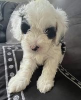 Bernedoodle Puppies for sale in Prior Lake, MN, USA. price: $3,500