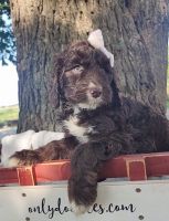 Bernedoodle Puppies for sale in Galt, MO 64641, USA. price: $1,750