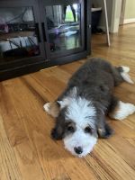 Bernedoodle Puppies for sale in Louisville, KY, USA. price: $2,500