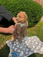Bernedoodle Puppies for sale in Clifton, NJ, USA. price: $750