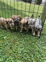 Bernedoodle Puppies for sale in Leesport, PA 19533, USA. price: $500