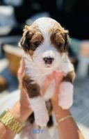 Bernedoodle Puppies for sale in Portland, OR, USA. price: $3,250