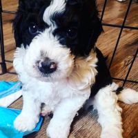 Bernedoodle Puppies for sale in Lancaster, PA, USA. price: $1,500