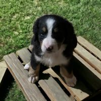 Bernedoodle Puppies for sale in Zumbrota, MN 55992, USA. price: $650