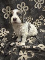 Bernedoodle Puppies for sale in Hershey, PA, USA. price: $2,000