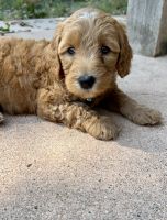 Bernedoodle Puppies for sale in Alexandria, MN 56308, USA. price: $1,100