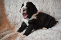 Bernedoodle Puppies for sale in Fargo, ND, USA. price: $2,800