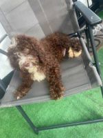 Bernedoodle Puppies for sale in Bedford Heights, OH, USA. price: $150