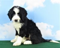 Bernedoodle Puppies for sale in Fresno, OH 43824, USA. price: $490
