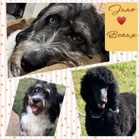 Bernedoodle Puppies for sale in Dothan, AL, USA. price: $250,000
