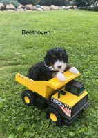 Bernedoodle Puppies for sale in Lake Orion, Orion Twp, MI 48362, USA. price: $1,500
