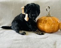 Bernedoodle Puppies for sale in State College, PA, USA. price: $3,000