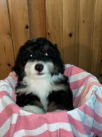 Bernedoodle Puppies for sale in Washington, DC, USA. price: $1,500
