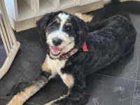 Bernedoodle Puppies for sale in Millstone, NJ, USA. price: $700