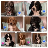 Bernedoodle Puppies for sale in Clarksville, IA 50619, USA. price: $1,500