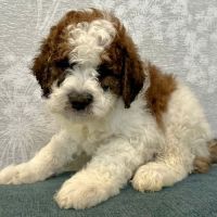 Bernedoodle Puppies for sale in Utah Park, Aurora, CO 80012, USA. price: $800