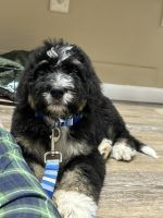 Bernedoodle Puppies for sale in Lancaster, OH 43130, USA. price: $400