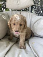 Bernedoodle Puppies for sale in Sioux Falls, SD 57106, USA. price: NA