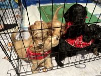 Bernedoodle Puppies for sale in Haverford, PA, USA. price: $1,500