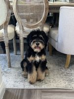 Bernedoodle Puppies for sale in New York, NY, USA. price: $1,000