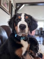 Bernedoodle Puppies for sale in Bondurant, IA 50035, USA. price: $2,000
