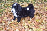 Bernedoodle Puppies for sale in Fargo, ND, USA. price: $1,200