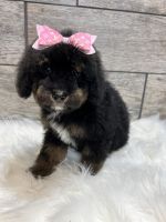 Bernedoodle Puppies for sale in Richmond, IL 60071, USA. price: $1,250
