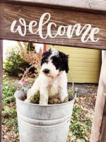Bernedoodle Puppies for sale in Boise, ID, USA. price: $600
