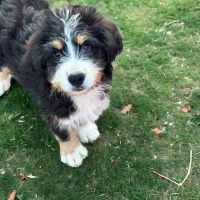 Bernedoodle Puppies for sale in Zumbrota, MN 55992, USA. price: $325