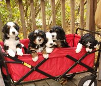 Bernedoodle Puppies for sale in Montgomery County, MD, USA. price: $1,800
