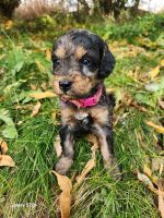 Bernedoodle Puppies for sale in Boise, ID, USA. price: $1,300
