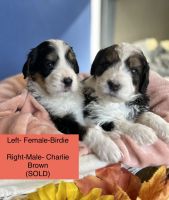 Bernedoodle Puppies for sale in Kitchener, ON, Canada. price: $1,800