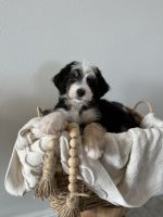 Bernedoodle Puppies for sale in W Victory Rd, Meridian, ID, USA. price: $2,000