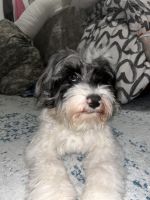 Bernedoodle Puppies for sale in New York, NY, USA. price: $300