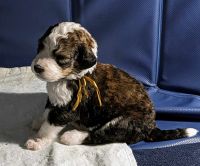 Bernedoodle Puppies for sale in Dandridge, TN, USA. price: $1,500