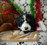 Bernedoodle Puppies for sale in Clare, MI 48617, USA. price: $950