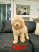Bernedoodle Puppies for sale in Visalia, CA, USA. price: $1,500