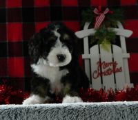Bernedoodle Puppies for sale in Clare, MI 48617, USA. price: $750