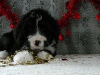 Bernedoodle Puppies for sale in Clare, MI 48617, USA. price: $750