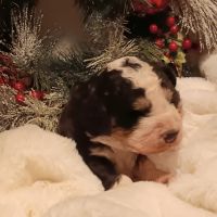 Bernedoodle Puppies for sale in Medford, OR, USA. price: $180,000