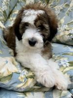 Bernedoodle Puppies for sale in Florence, AZ 85132, USA. price: $1,300