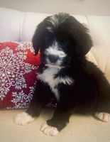 Bernedoodle Puppies for sale in Russiaville, Indiana. price: $1,200