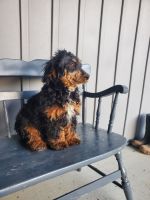 Bernedoodle Puppies for sale in LaGrange, Indiana. price: $195